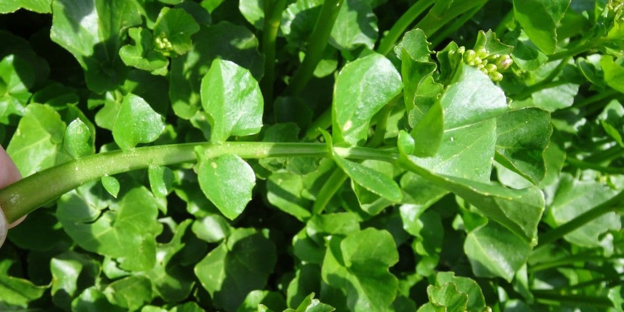 Cardamine raphanifolia 16
