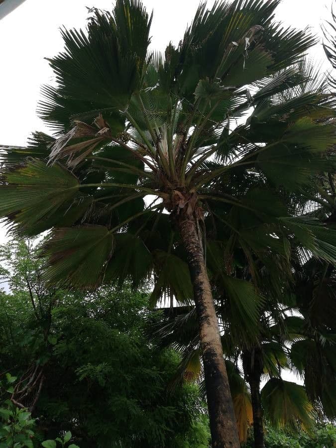 Pritchardia