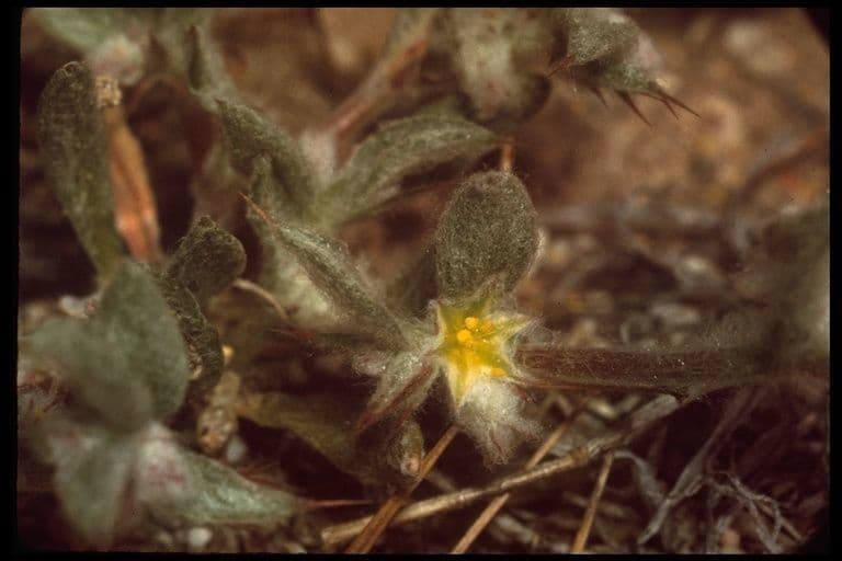 Hollisteria lanata 6