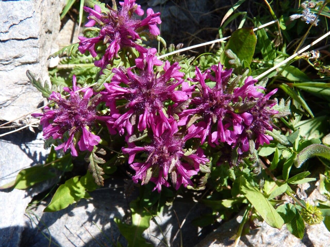 Pedicolare verticillata 28