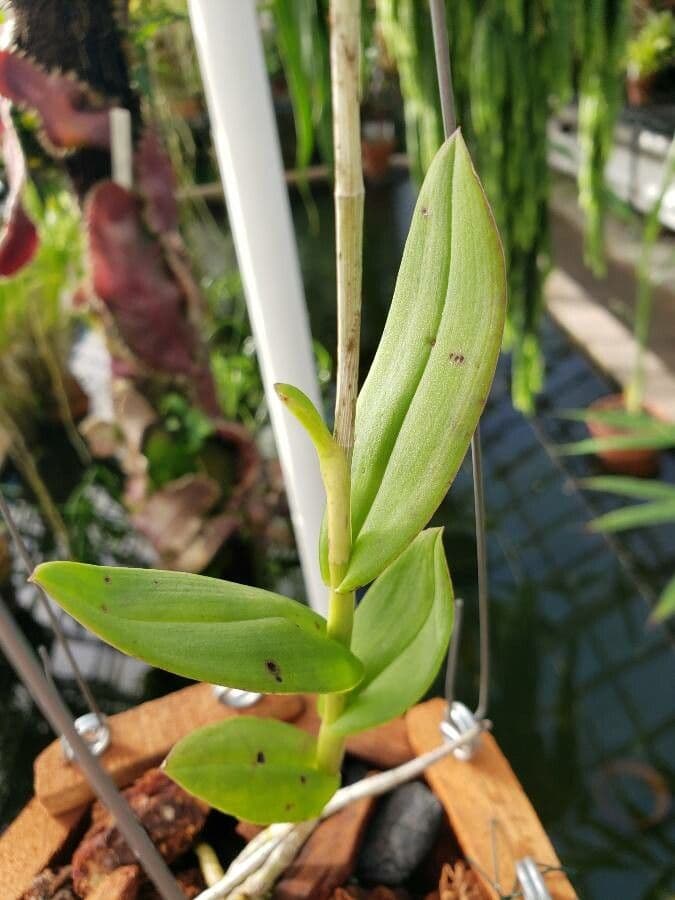 Barkeria 2
