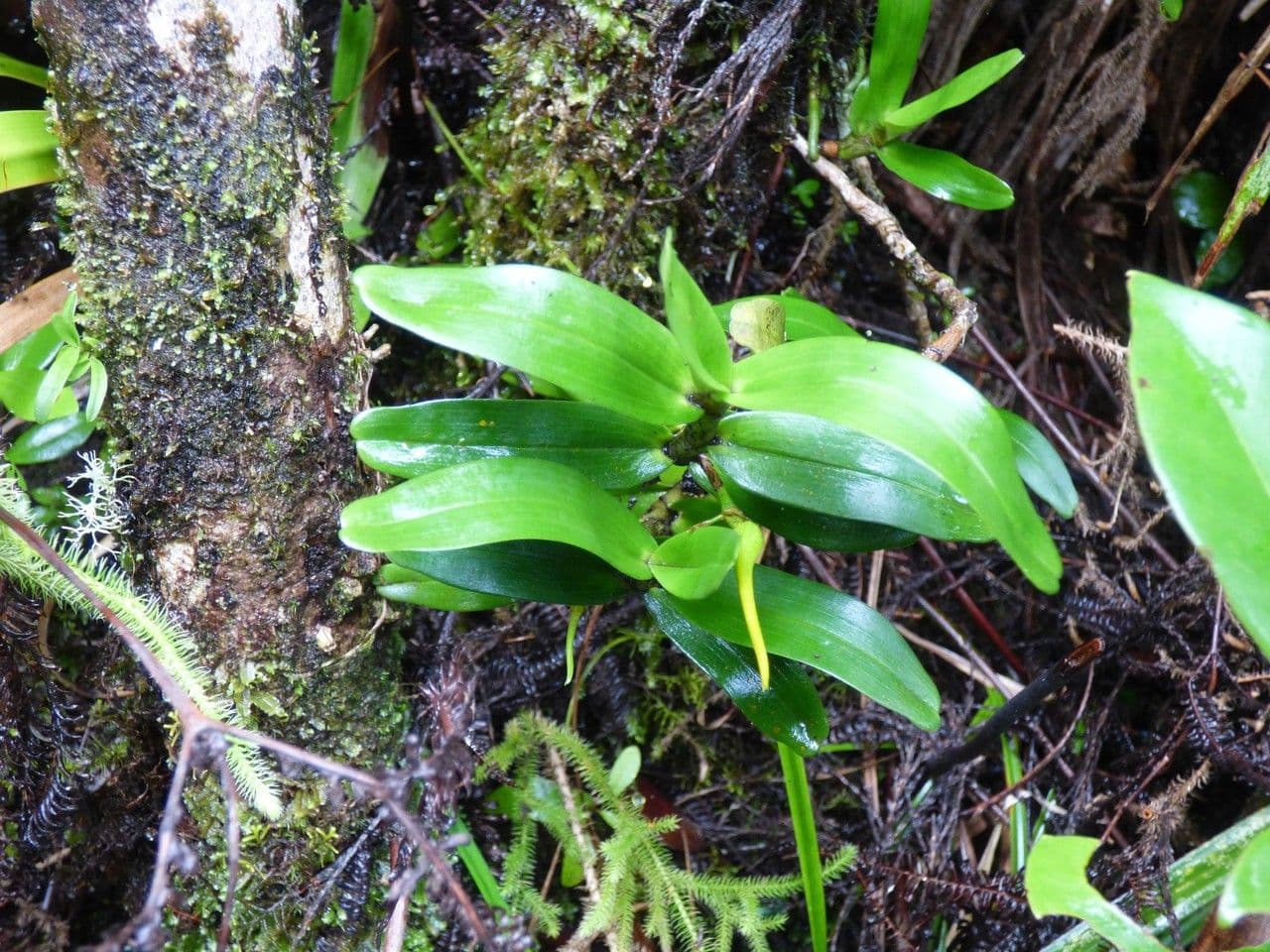 Angraecum 8