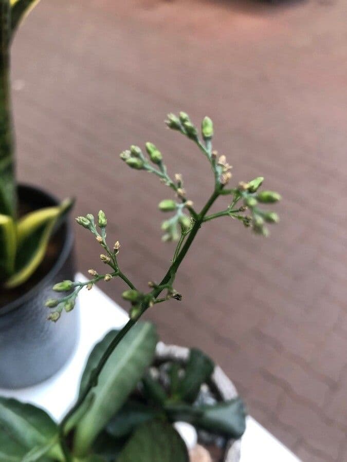Kalanchoe 5