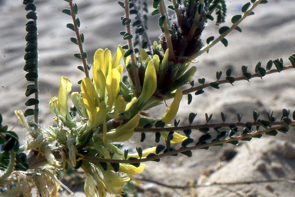 Astragalo 5
