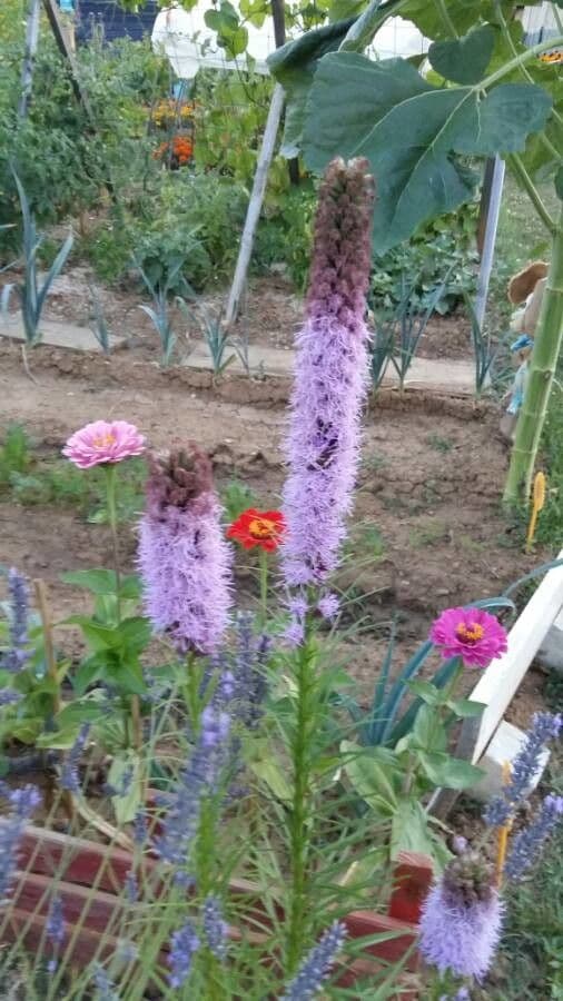 Liatris espigada 30