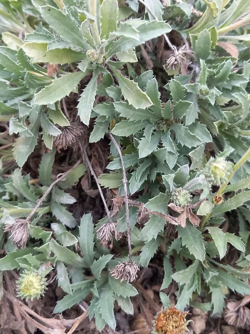 Xanthisma 5