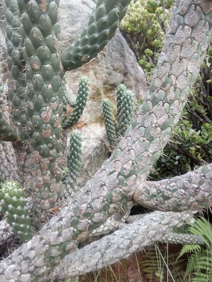 Feuer-Cholla 23