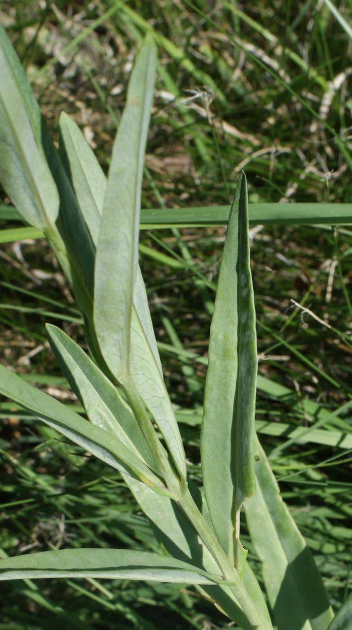 Erba lucciola 18