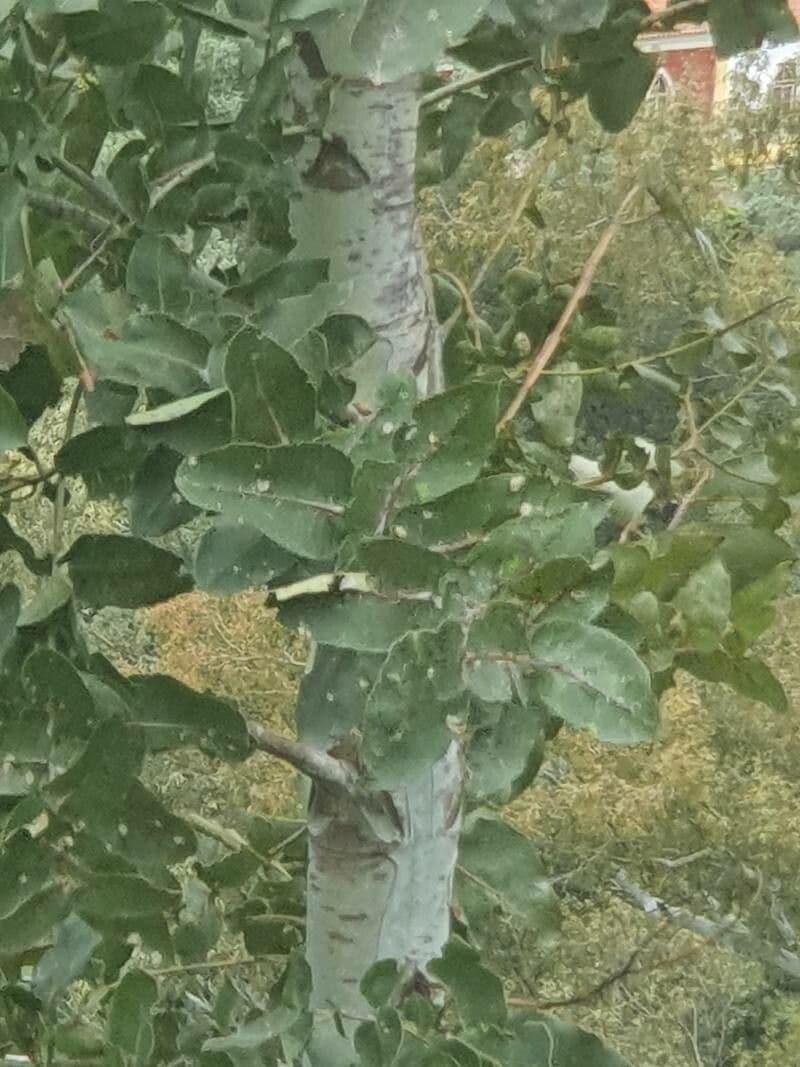 Eucalipto limone 13
