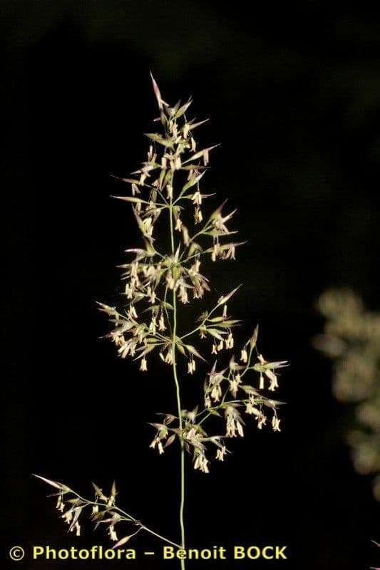Agrostis curtisii 2