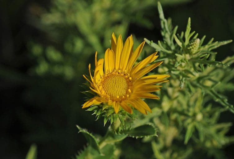 Grindelia ciliata