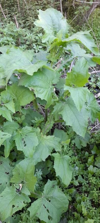 Smallanthus