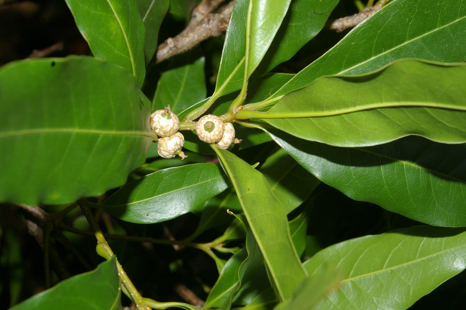 Quercia 4
