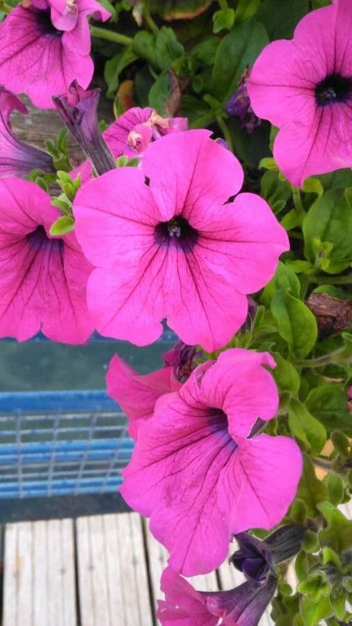 Petunia 4