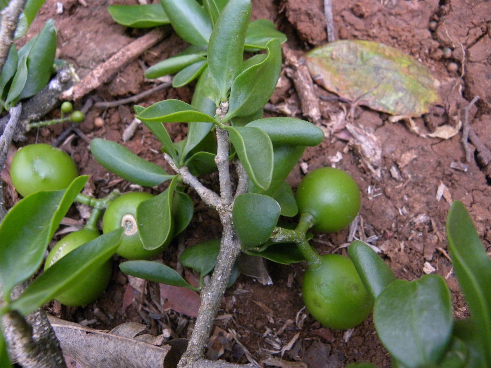 Agonandra 10