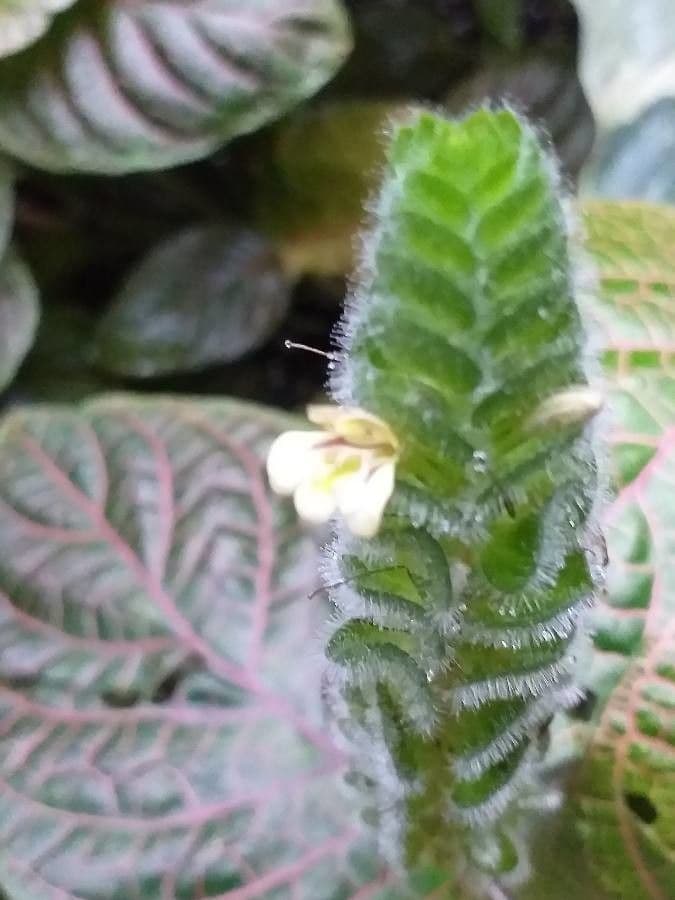 Fittonia