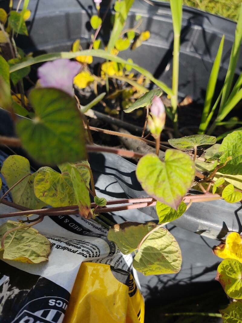 Ipomoea triloba 13