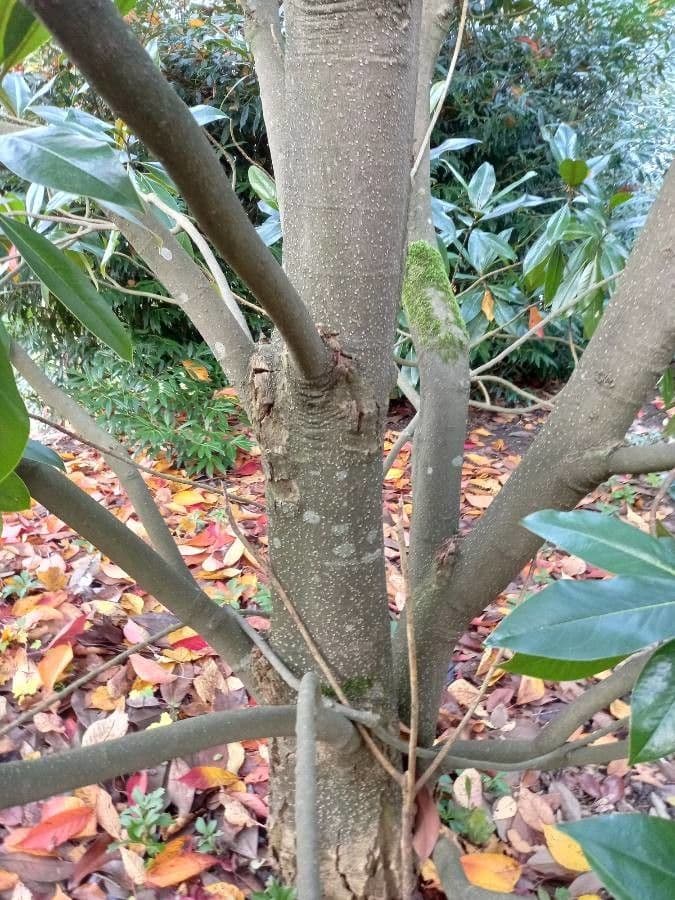 Magnolia grandiflora 21