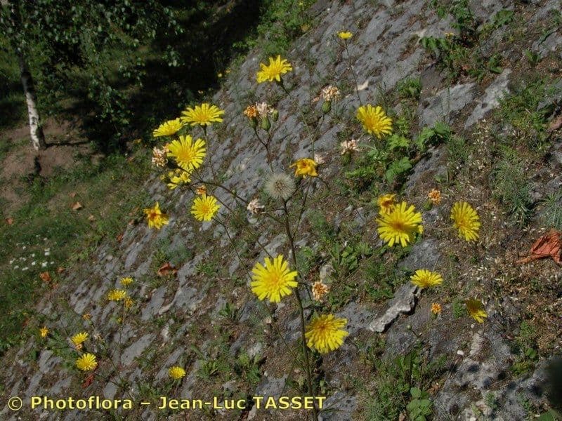 Lachenals Habichtskraut 16
