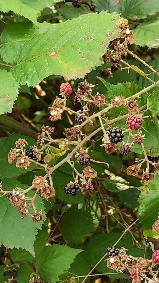 Pyramiden-Brombeere