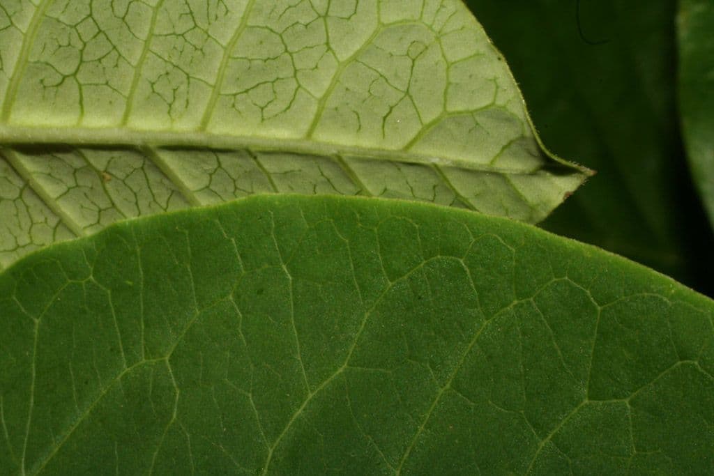 Asclepias variegata 14