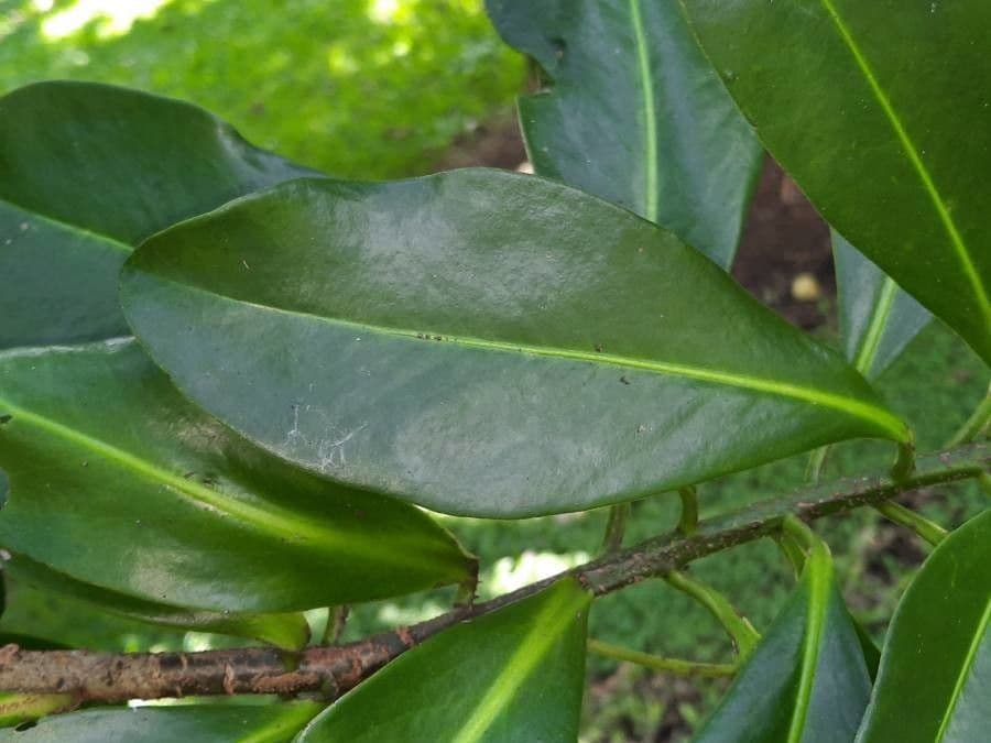 Ardisia 15