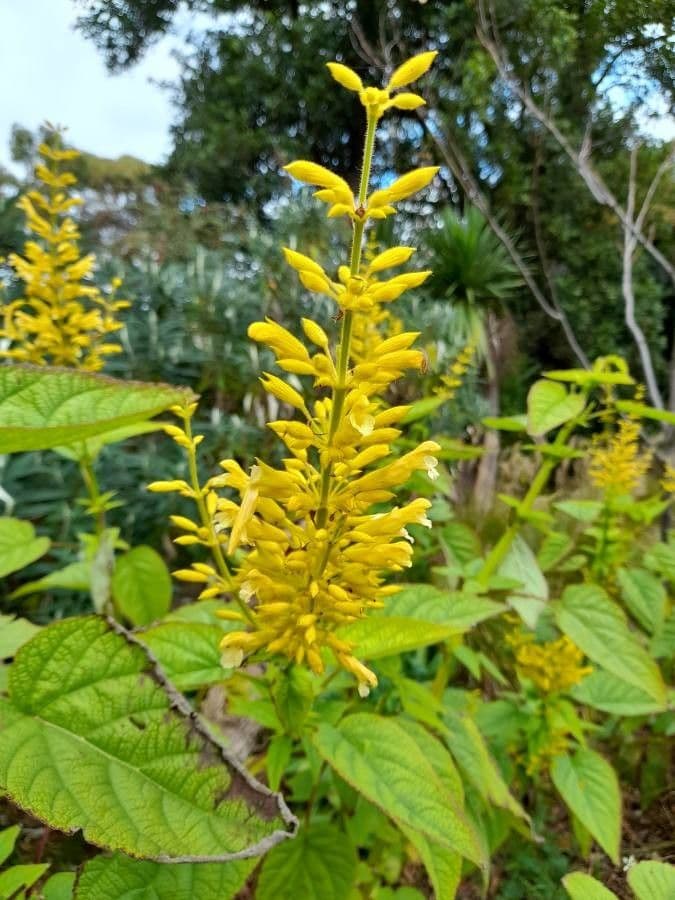 Salvia 2