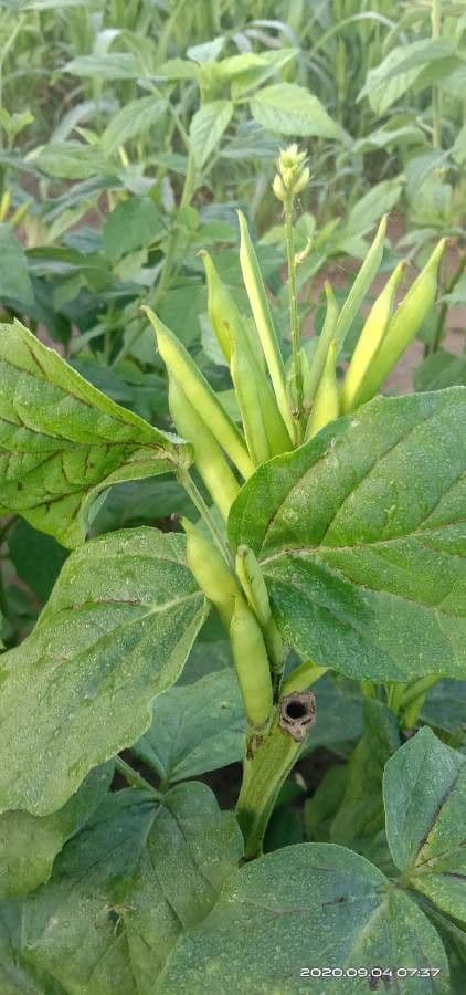 Guar 4