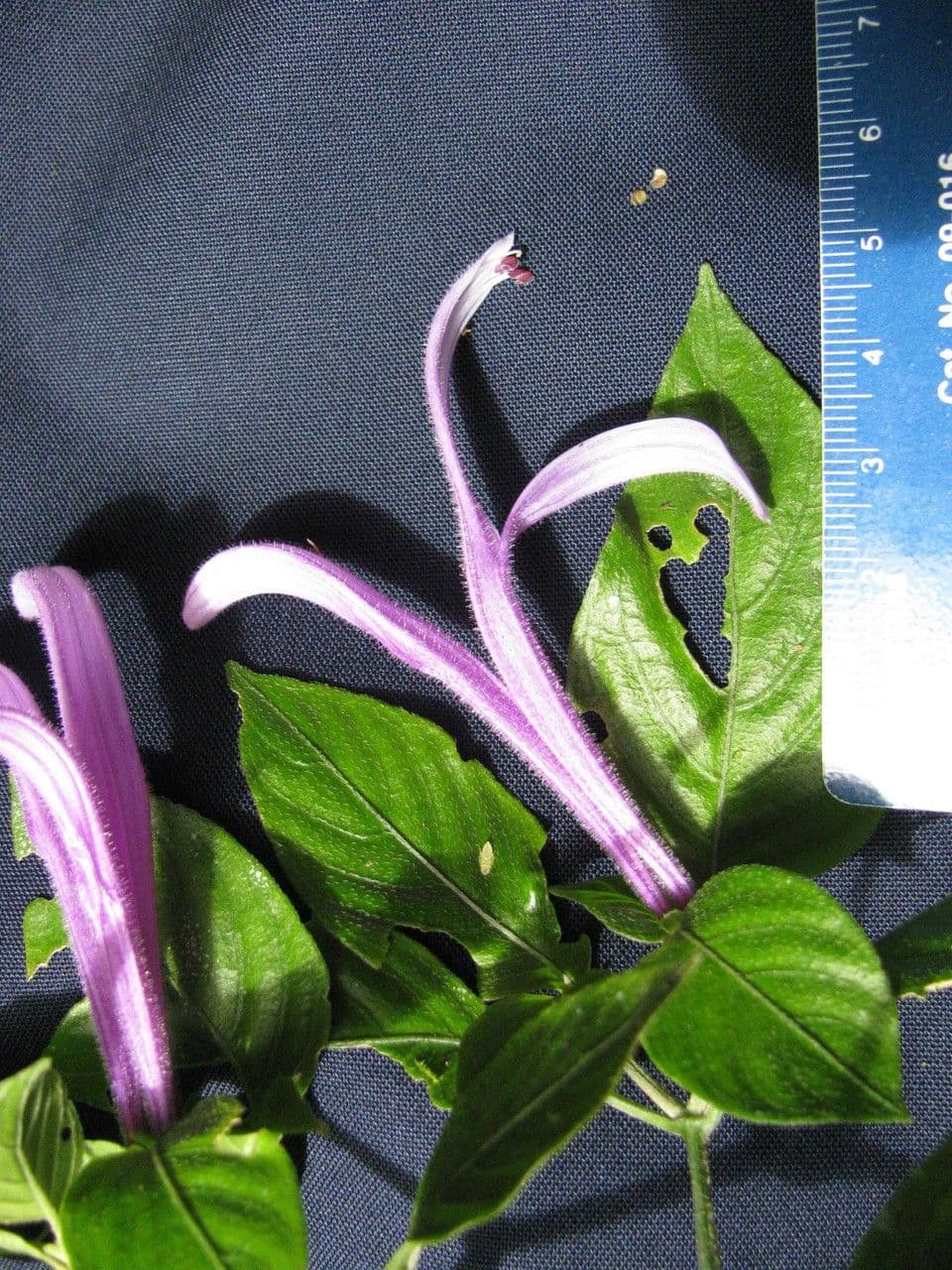 Poikilacanthus 10