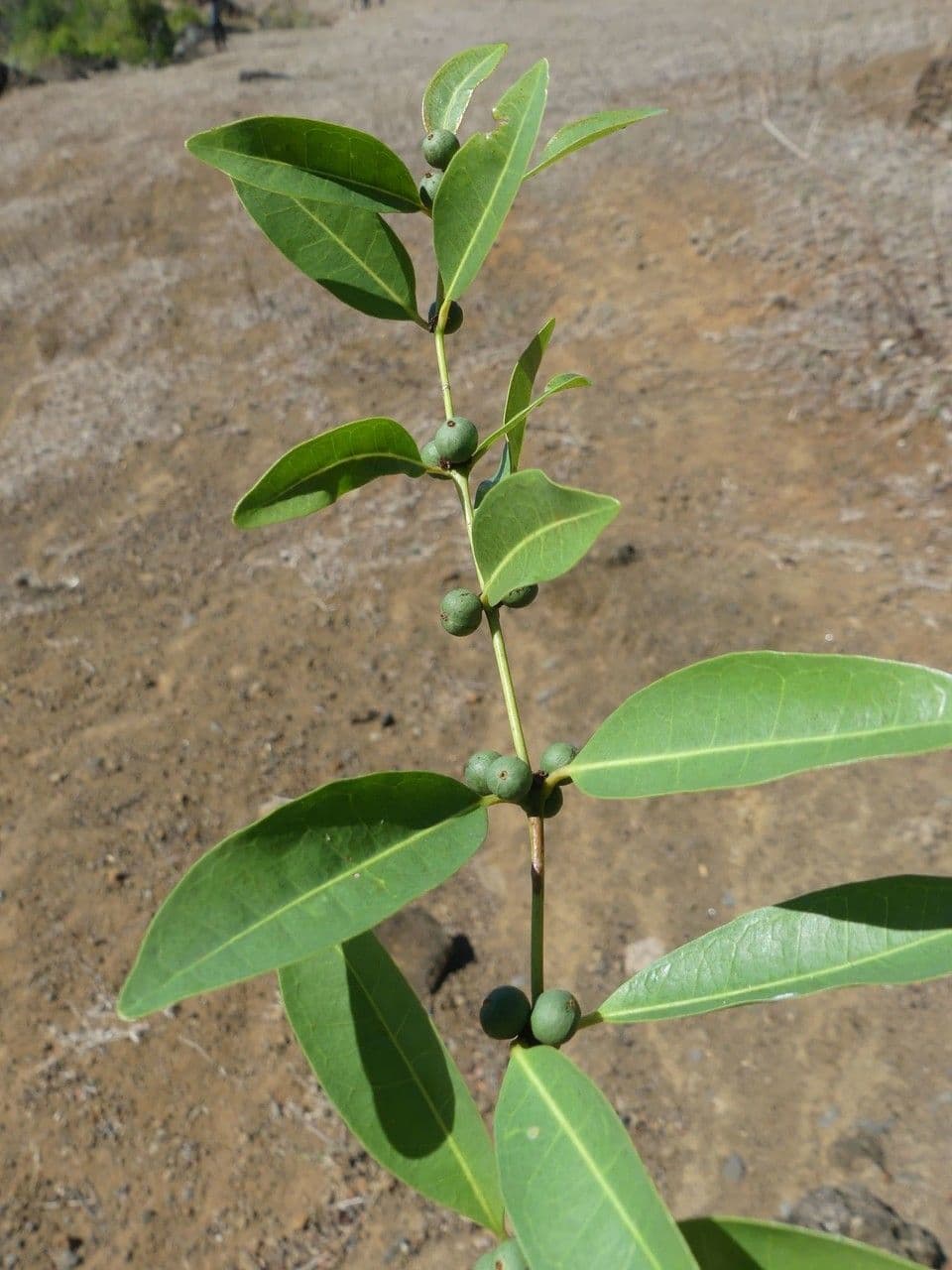 Polysphaeria 7