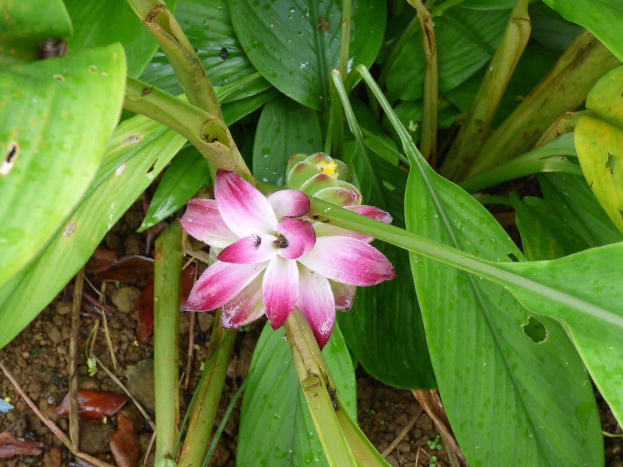 Curcuma 8