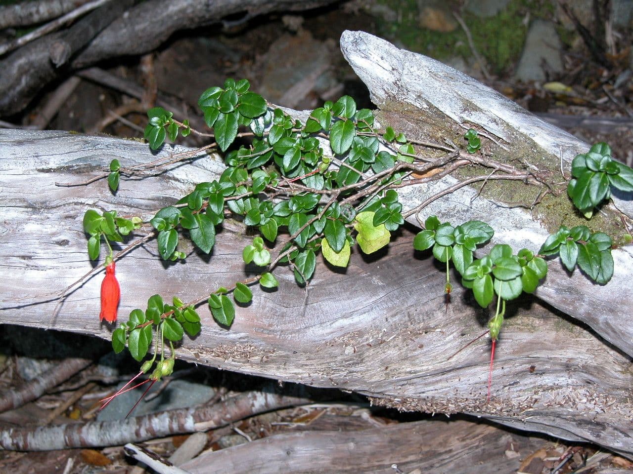 Mitraria 12