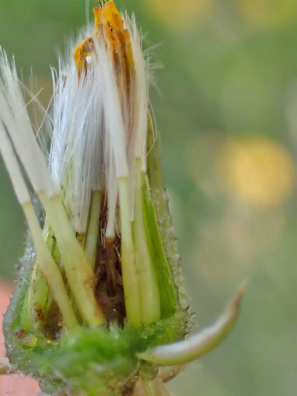 Radicchiella vescicosa 2
