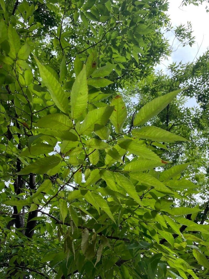 Zelkova 10
