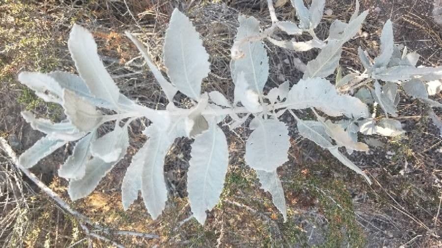 Yerba santa 16