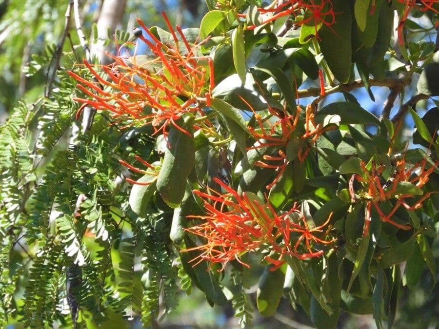 Psittacanthus klapkatý