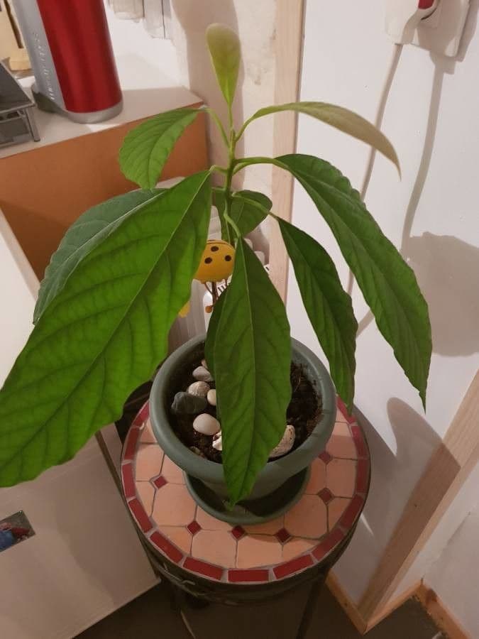 Avocado 18