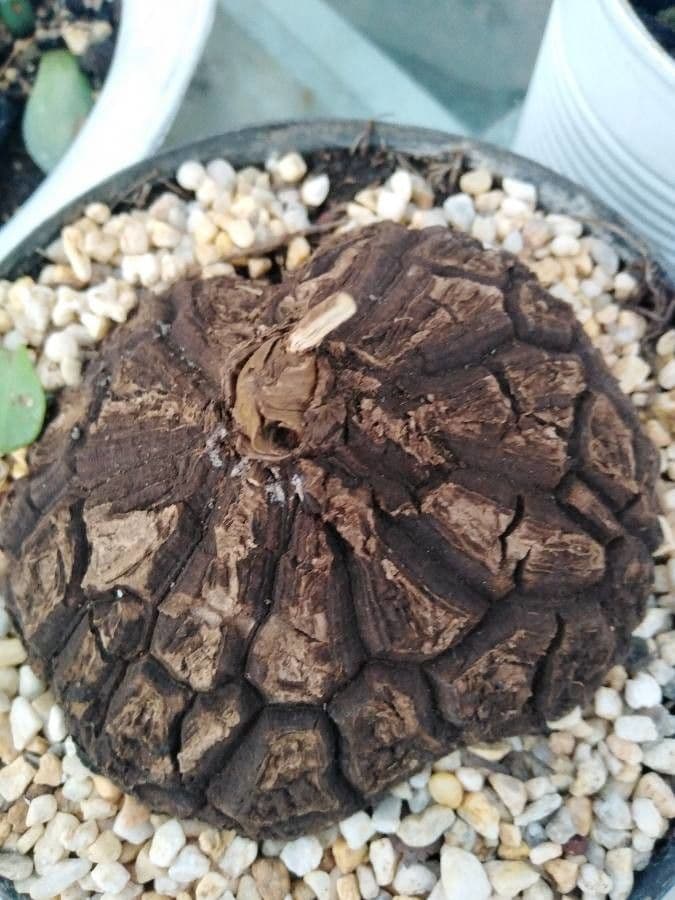 Dioscorea 18
