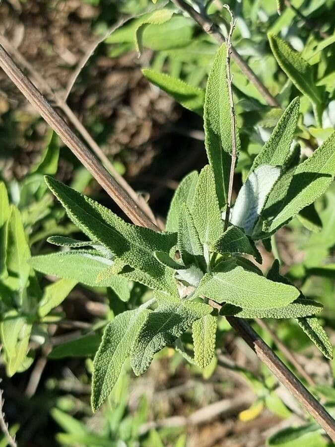 Salvia 14