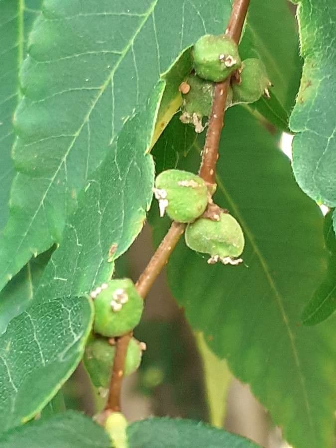 Zelkova 2
