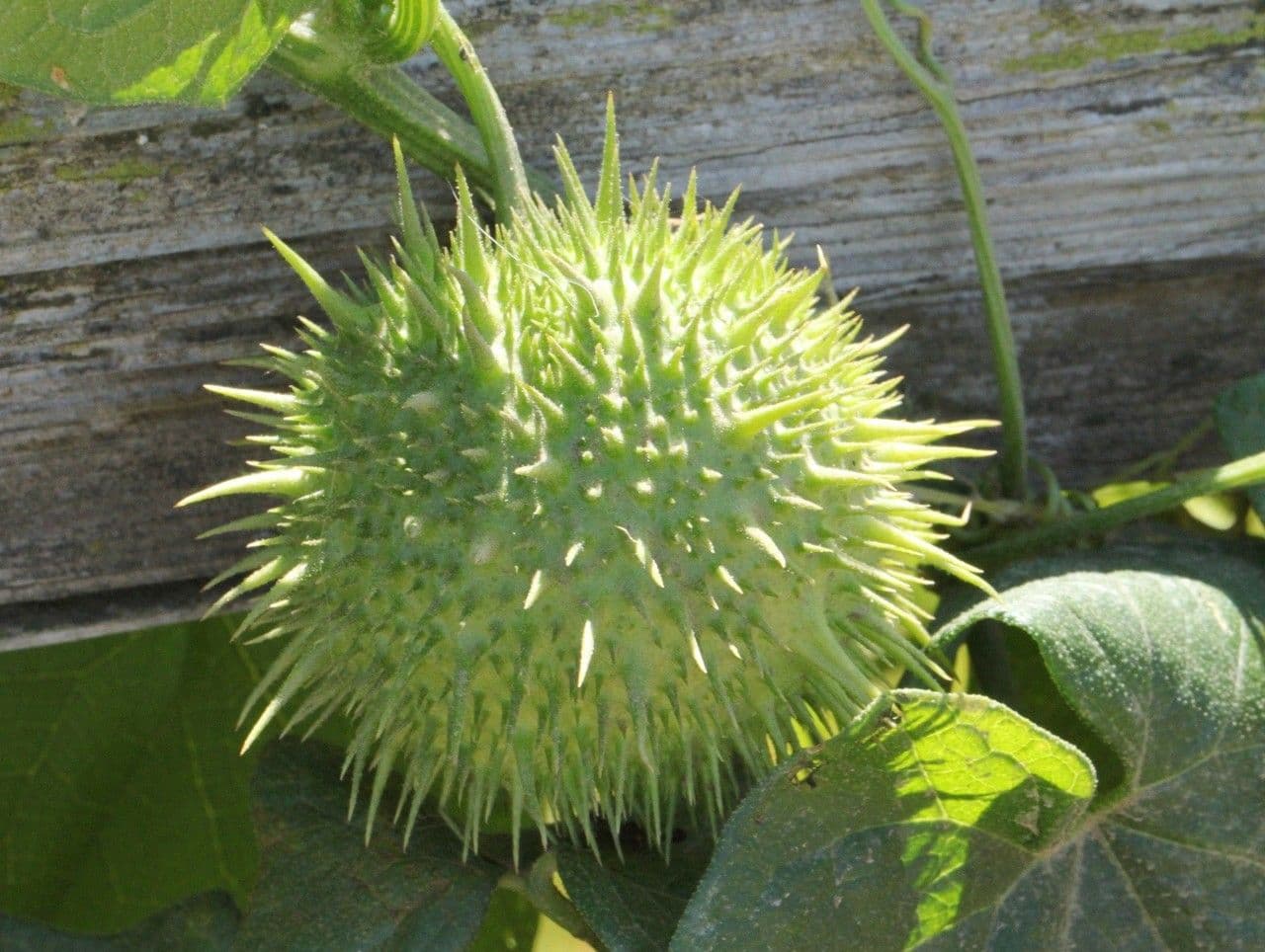 Marah fabacea
