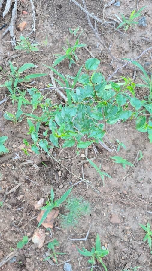 Giuggiolo spinoso 19