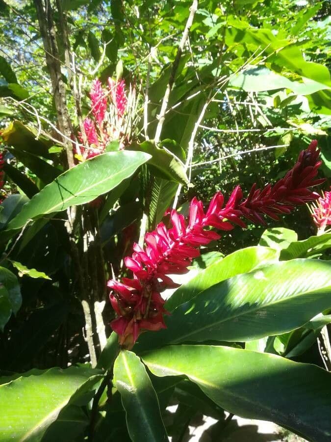 Zázvor purpurový 2