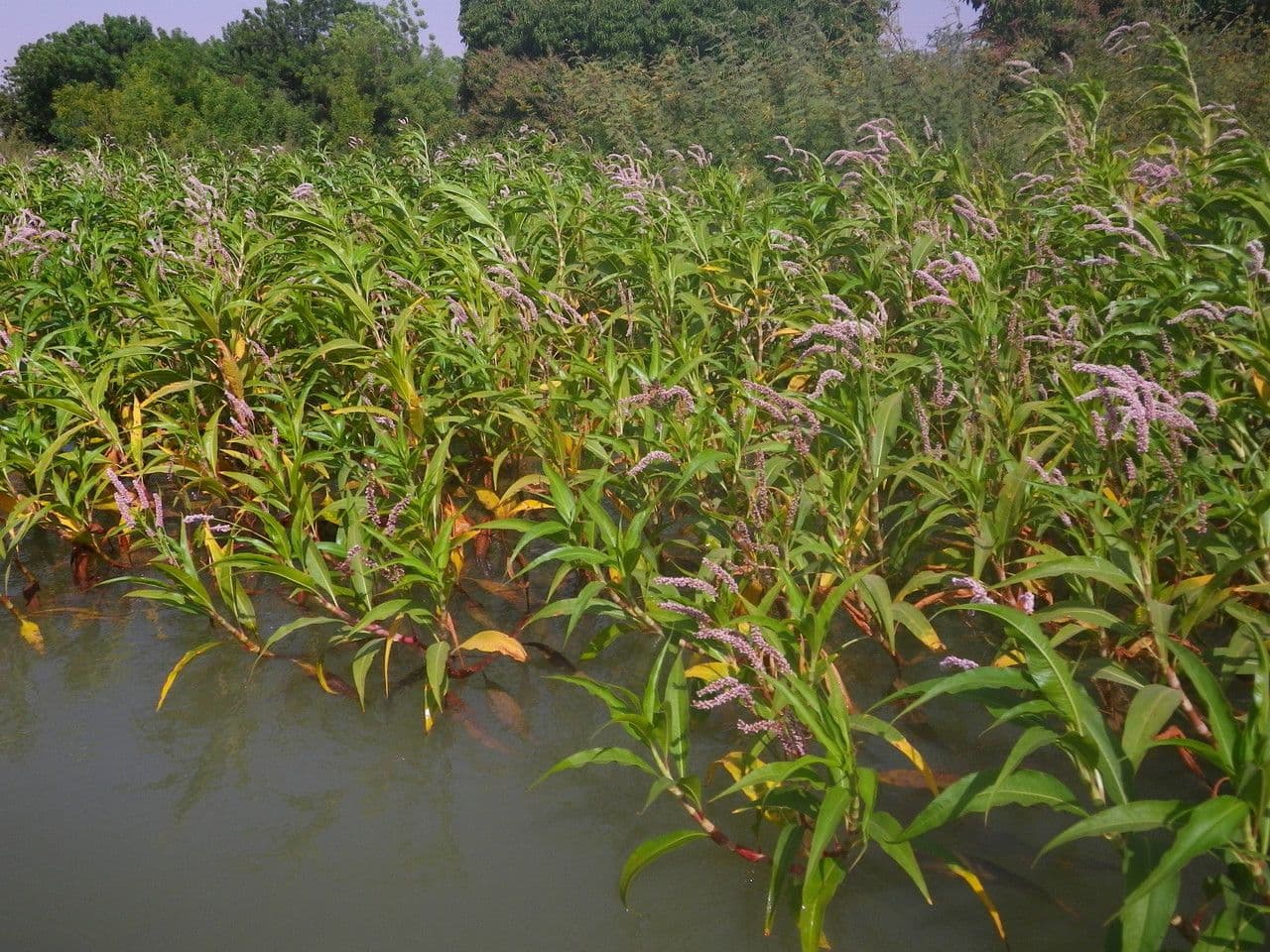 Persicaria 7