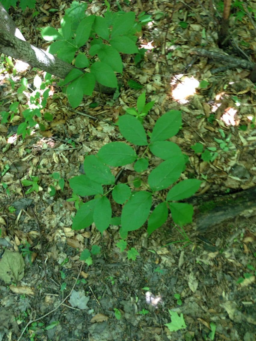 Aralia a stelo nudo 12