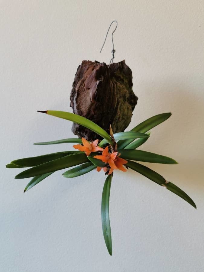 Ceratostylis reticolata 5