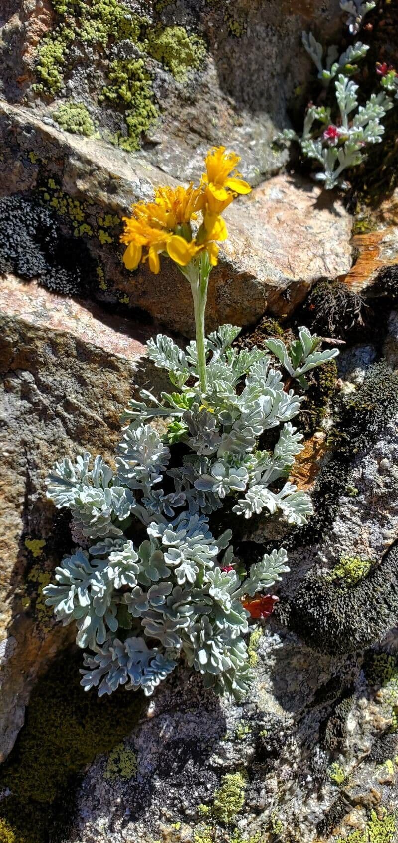 Senecio grigio 18