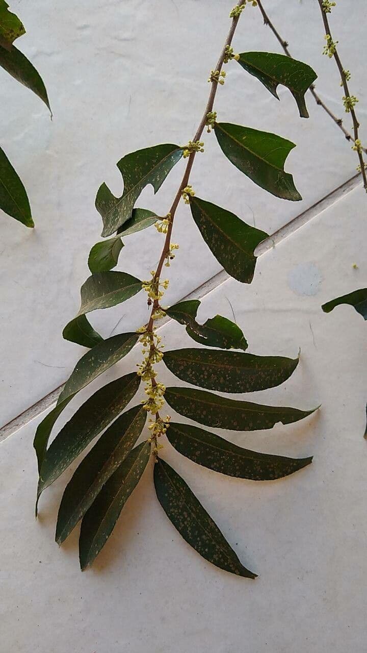 Casearia 20