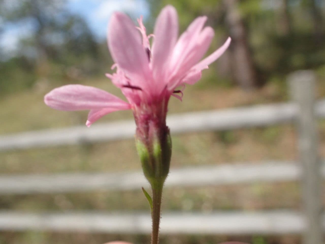 Palafoxia 2