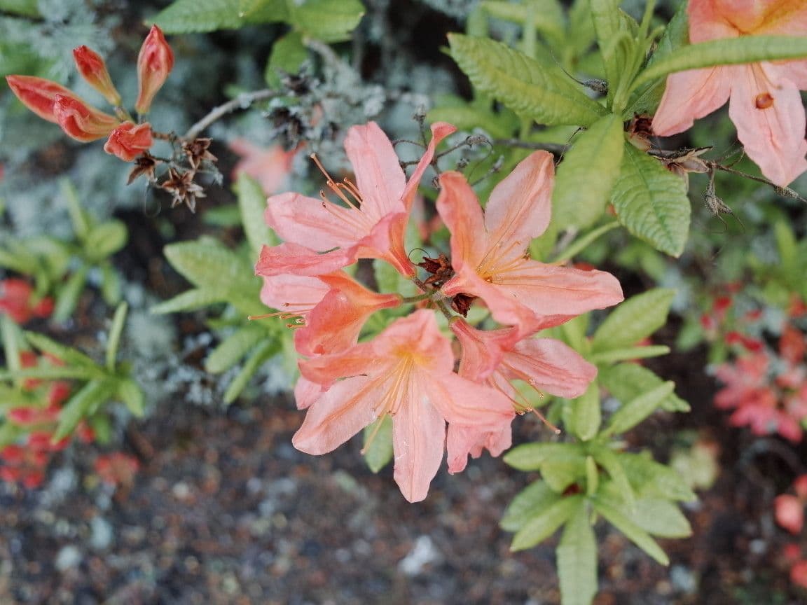 Azalea cinese 2